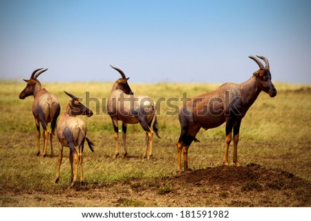 Topis on savanna plains in Kenya - Masai Mara national park