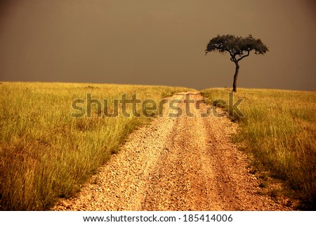 way through the savanna, lone tree