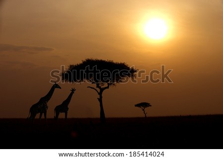 Two giraffes over sunrise