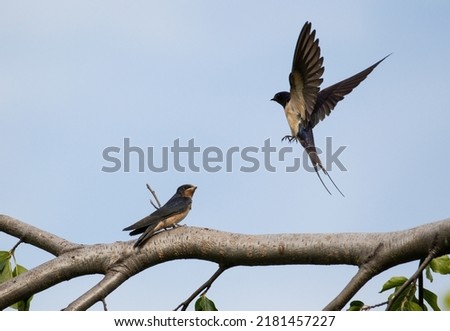 Swallows feeding chicks in the bright morning sun Stockfoto © 