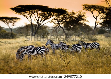 Herd of zebras on the african savannah