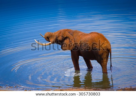 Elephant in blue water hole