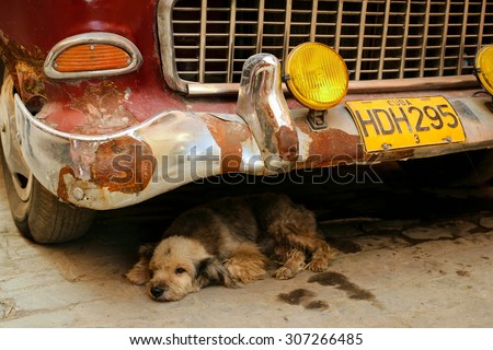 Cuba 2005 Year December 12 . Cuba car with sleeping small dog on the Havana street
