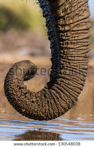 An elephant lowers its trunk to a calm water surface for a drink.