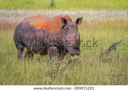 A big white rhino bull grazes alone in an open plain in the Waterberg, South Africa.