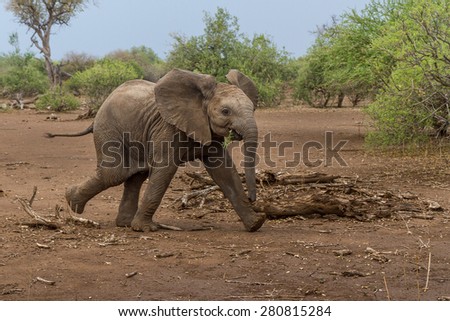 An African elephant calf walks quickly across an open and dusty plain to catch up with the rest of the herd.