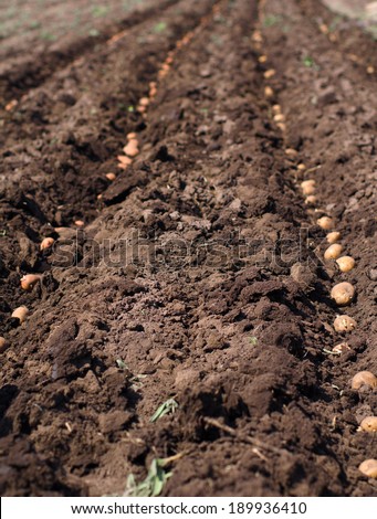 Sowing  Potato, Seeding Process.