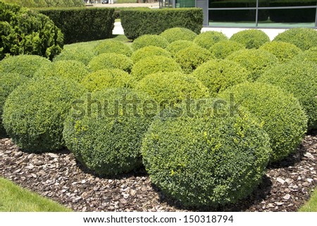 Green circle bushes in the park