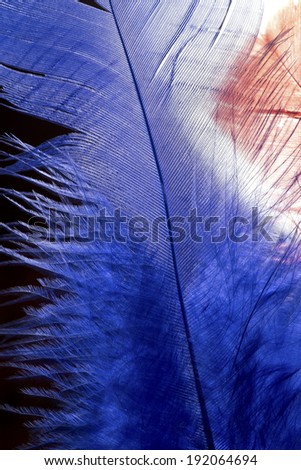 Blue feather texture close up