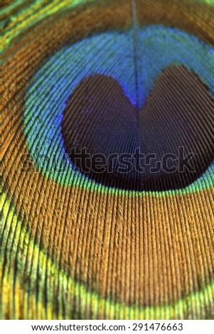 Peacock feather close up texture
