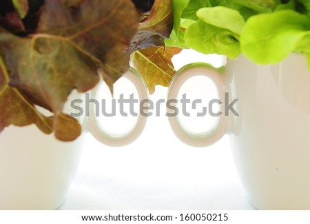 Vegetable - Red oak and butter head in white mugs on isolated white background