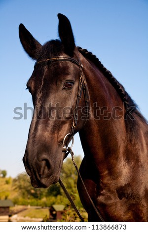 horse, portrait of bay horse with braided mane