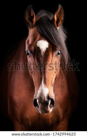 Similar – Image, Stock Photo beautiful brown horse portrait in the meadow