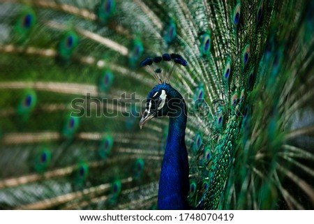 peacock with open tail in all its splendor Foto d'archivio © 