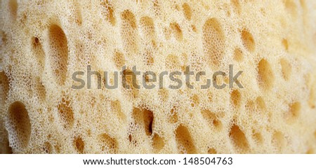 sponge texture