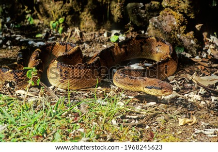 Similar – Foto Bild Südamerikanische Bushmaster-Schlange in der Natur