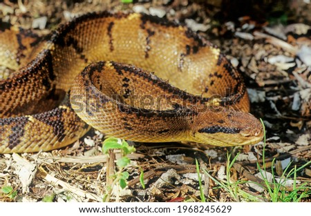 Similar – Foto Bild Südamerikanische Bushmaster-Schlange in der Natur