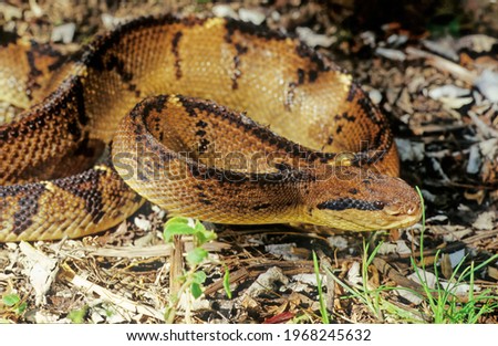 Similar – Foto Bild Südamerikanische Bushmaster-Schlange in der Natur