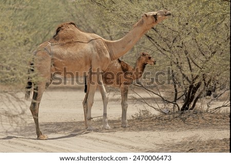 Similar – Image, Stock Photo dromedary Dromedary Camel