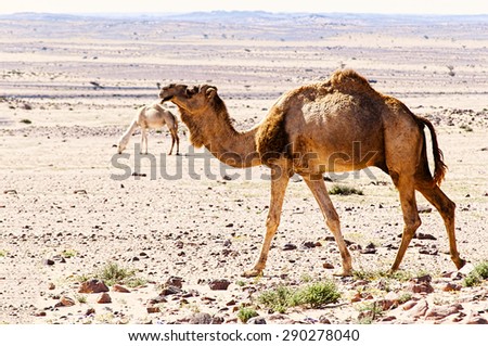 desrt landscape with camel in western sahara