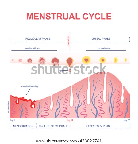 Scheme Of The Menstrual Cycle, Level Of Hormones Female Period, Changes ...