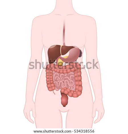 the location of the gastrointestinal tract in the body, the human digestive system, GI tract organs
