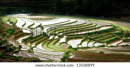 Rice field curves