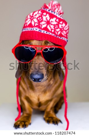 Dog in red holiday hat and glasses