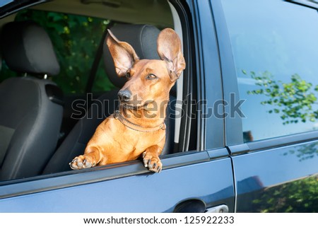 Dog travel by car looking out of the window
