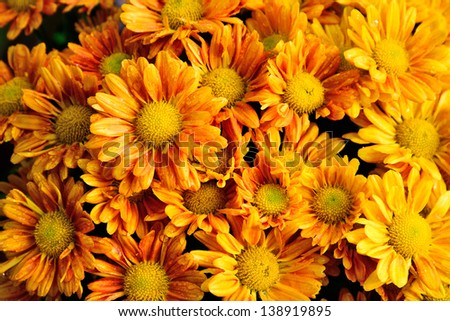Abstract background of orange flowers