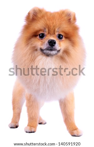 grooming lion dog hair, pomeranian dog isolated on white background