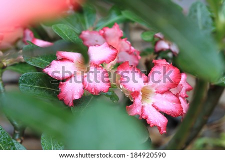 pink flowers with water drops on petal, desert rose flowers