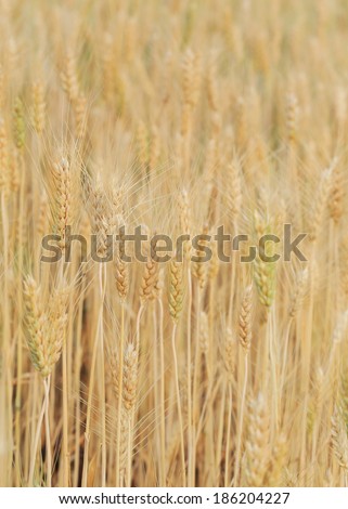 barley field of agriculture rural scene, golden rice fields