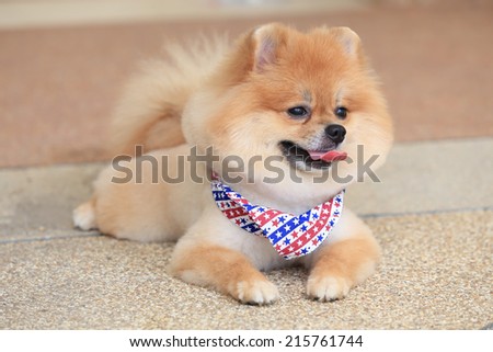 pomeranian dog puppy cute pet in home