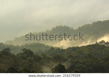 jungle forest and mountain with mist in nature