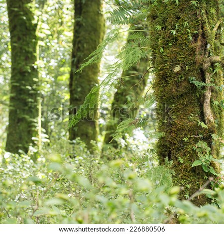 green tree with moss and fern in rain forest