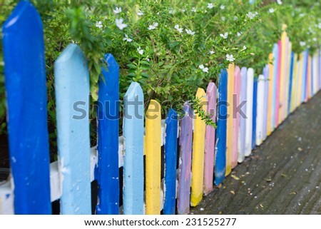 colourful wood fence in small garden with white flower