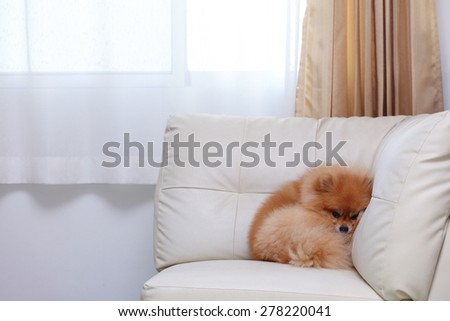 pomeranian dog cute pets sleeping on white leather sofa furniture