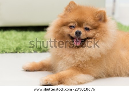 pomeranian dog cute pets happy in home