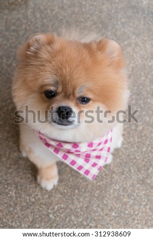 pomeranian puppy dog grooming with short hair, cute pet smiling happy