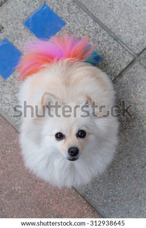 white pomeranian dog grooming with colourful tail, cute pet smiling happy