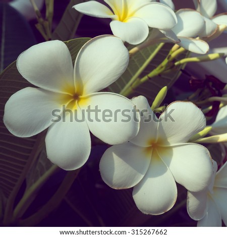 white frangipani plumeria tropical spa flower, flowers vintage background
