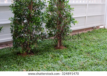 backyard, yard work planting tree and grass in garden