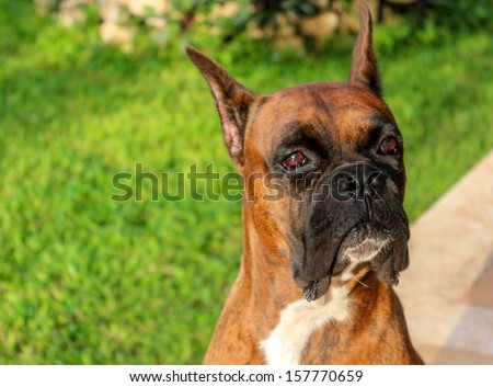 Cute Boxer dog looking off camera