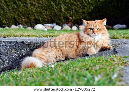 Lady cat garfield