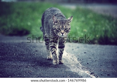Cat walking in the streets