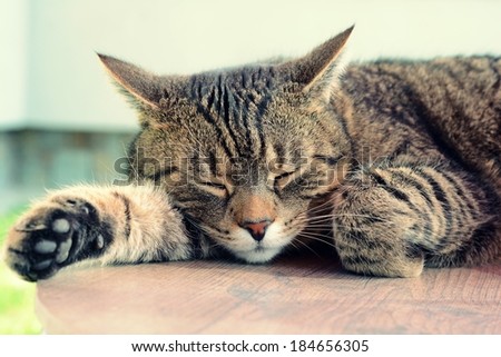 Tired cat is sleeping