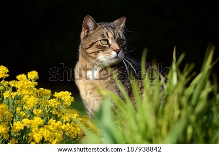 Cat among the flowers