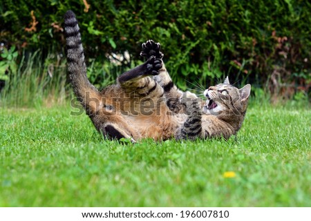 Funny cat playing game in the garden