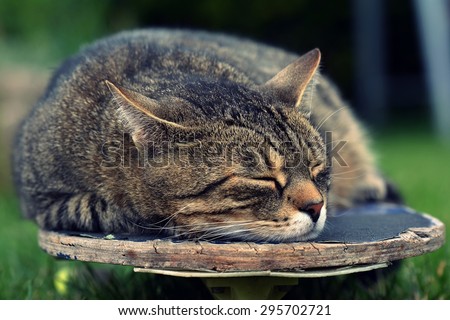 Tired cat on a skateboard